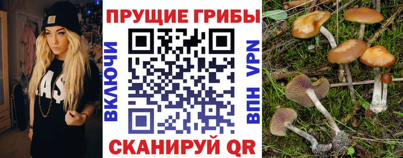 Купить закладки  Новоаннинский  Галлюциногенные грибы Psilocybe 